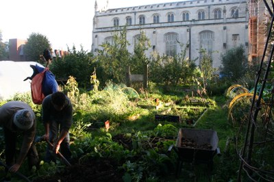 Helping hands needed in community garden tidy-up